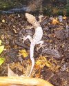 Rough-Tailed Gecko Shed 4.jpg