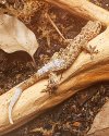Rough-Tailed Gecko Shed 5.jpg