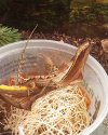 Unknown Gecko.jpg