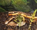 Unknown Gecko d.jpg