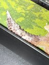 tail1.jpg