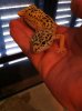 Sahara the Leopard Gecko!.jpg