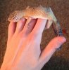 Leopard gecko.jpg