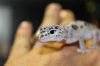 Geckos210_zpsf0c2f92b.jpg