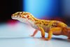 my_leopard_gecko_by_Rizen14.jpg