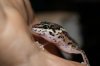 leopard gecko 007s.jpg