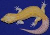 Mack_Snow_RAPTOR_Leopard_Gecko.jpg