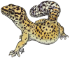 Marlowgecko copy.png