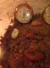 DSC01608.JPG
