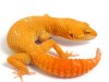 geckodaddy_leopardgecko_sunglow_sg02-050511_m_01.JPG