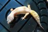 leopard gecko 2.JPG