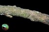 stick (2).jpg