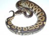cinny ball python.jpg cinny ball python.jpg