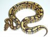 A+ vanilla female 260 g.jpg A+ vanilla female 260 g.jpg