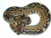 HET RED AXANTHIC FEMALE 100% HET CARAMEL ALBINO.jpg HET RED AXANTHIC FEMALE 100% HET CARAMEL ALBINO.jpg