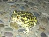 frogsmtn.jpg