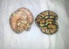 pastel_pastel_banana-001.jpg