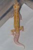 Giant pastel raptor ron tremper line.jpg