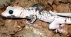 Calico Female.jpg