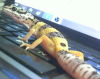 gecko.png