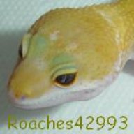 roaches42993