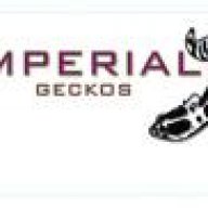 Imperial Geckos