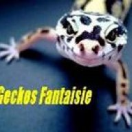 geckos fantaisie