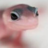 WilkinsonReptile