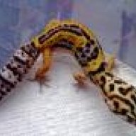 Airway Geckos