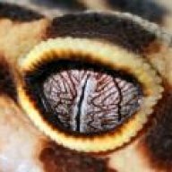 geckokid