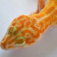 geckoisme