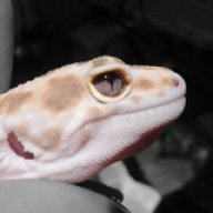 Geckologic