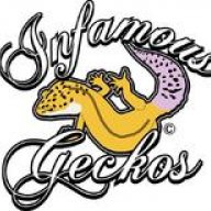 Infamous Geckos