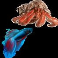 CrazyHermitCrab