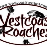 WestCoastRoaches1