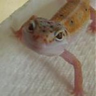 Carolina Geckos