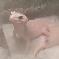 Mom_to_the_Gecken