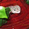 northeast leopard geckos