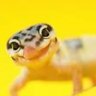 GeckoChic