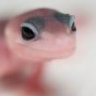 WilkinsonReptile