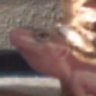 i<3leopardgeckos