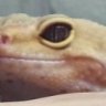 Reptar