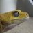 neubauer geckos
