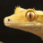CrestedGecko29