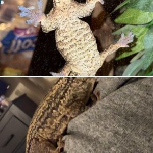 Connies gecko
