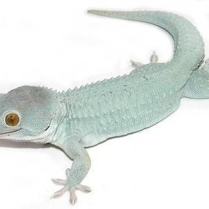 powder-blue-tokay-gecko.jpg