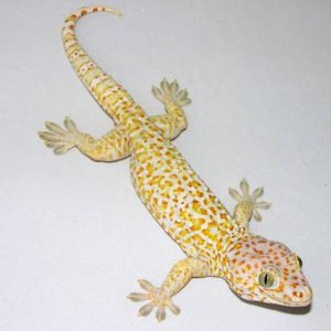 caramel-albino-tokay-geckos.jpg