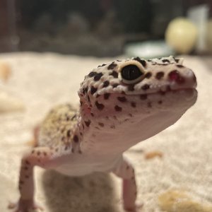 Nacho (Male Leopard Gecko)