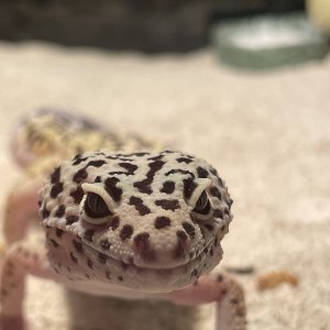 Nacho (Male Leopard Gecko)