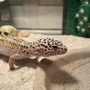 Nacho (Male Leopard Gecko)